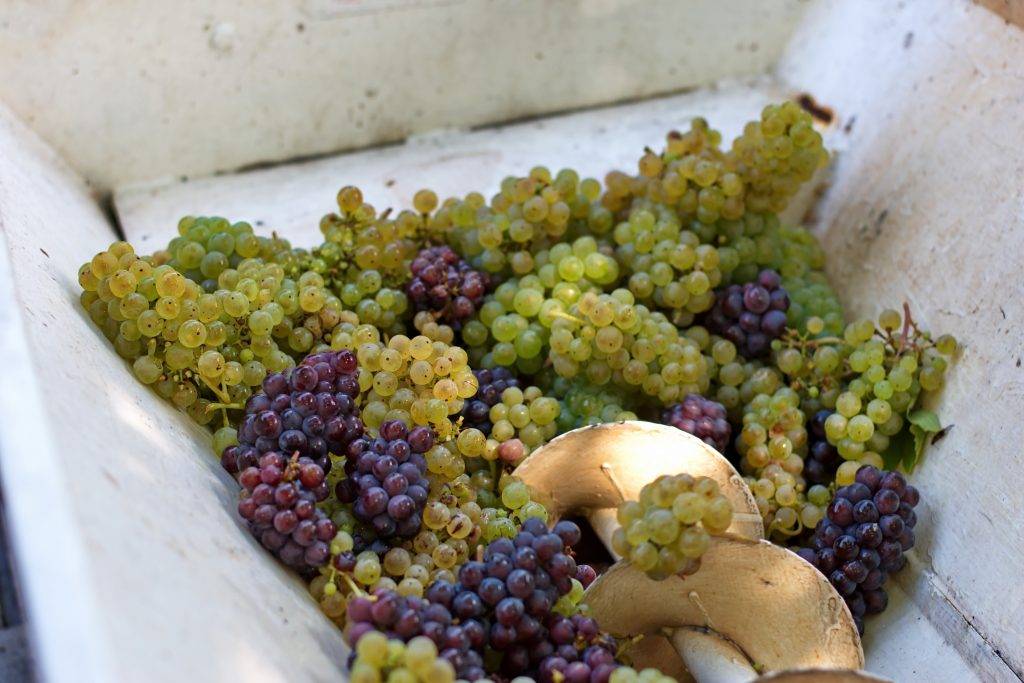 Grapes in old press for grapes crushed