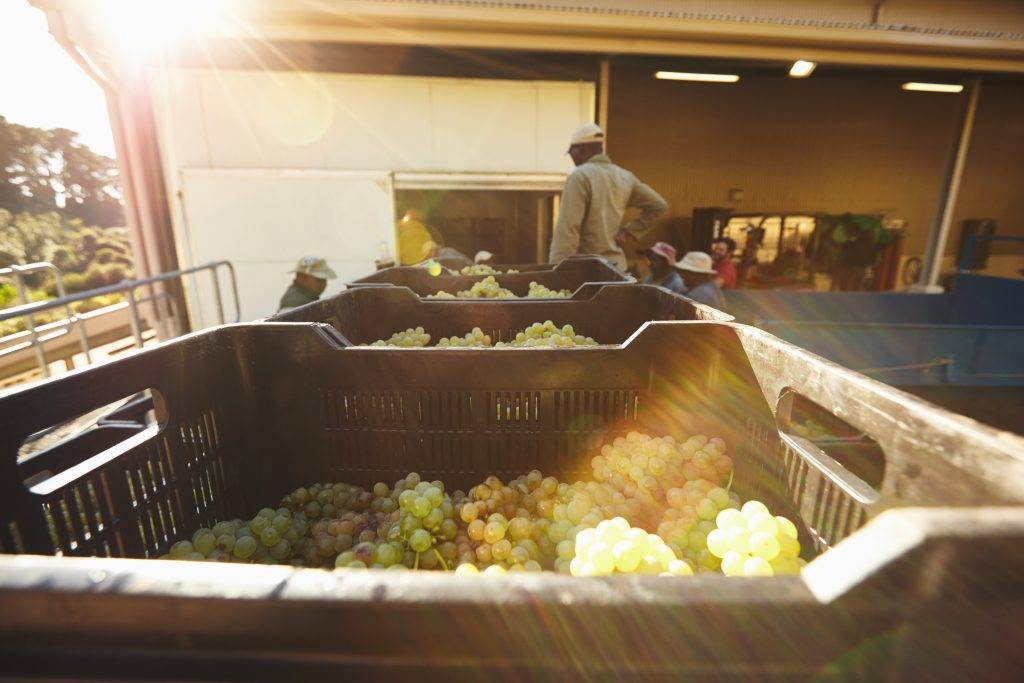 Harvested grapes in boxes ready to be crushed in winery