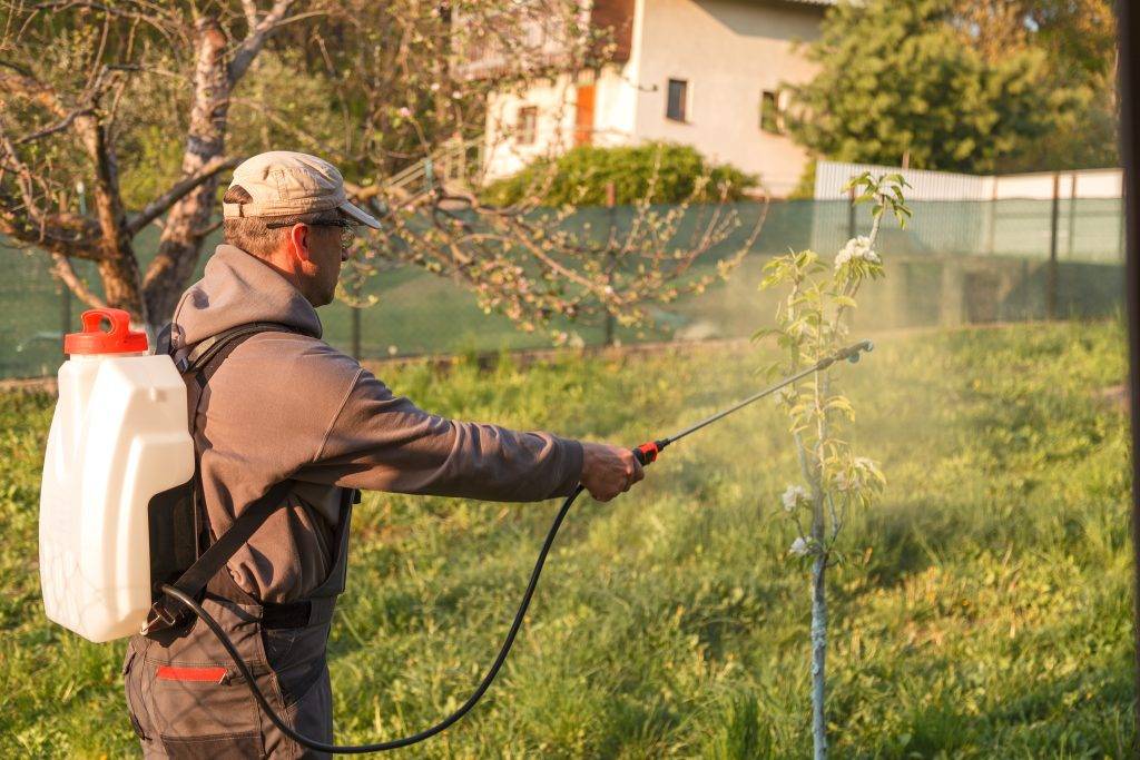 The man works in the spring garden and sprayes with the help of rechargeable chemicals for sprayers