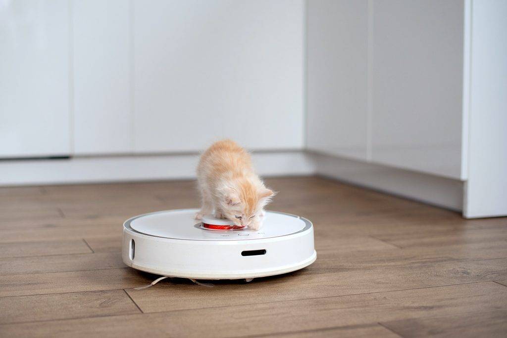 kitten sitting on robotic vacuum cleaner. White vacuum cleaner is working